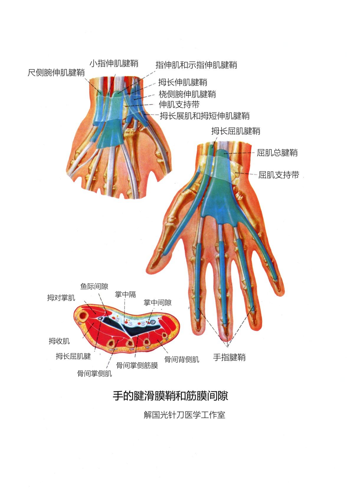 手.掌纹和指纹-人体图谱-医学