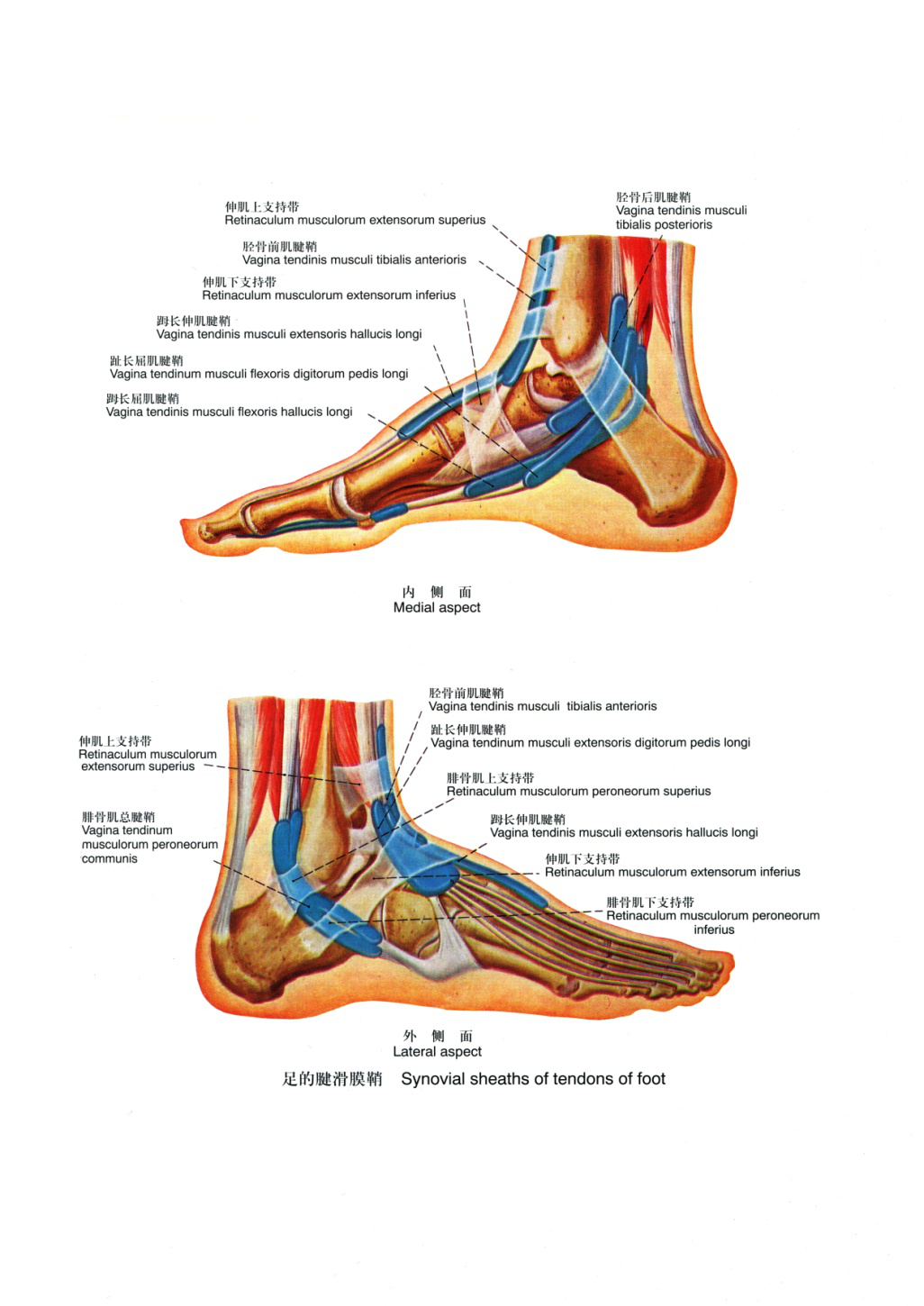 图84 足的韧带-人体解剖组织学-医学